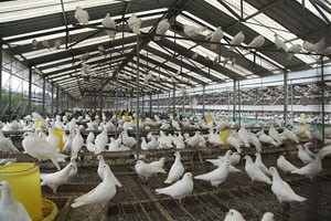 肉鴿大型散養環境