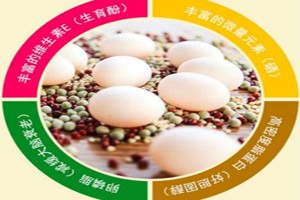今年鴿子的市場行情如何