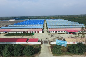 鴿子養殖場的鴿舍要怎樣建？