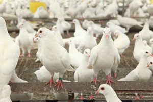 養(yǎng)殖肉鴿失敗案例大總結(jié)，這些誤區(qū)千萬別觸碰