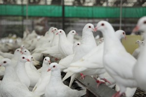 我國肉鴿養殖行業的發展現狀