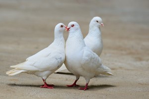 肉鴿身體內(nèi)部有哪些組織器官？