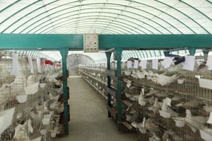 這些肉鴿養殖新法你都的知道嗎？