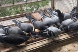 養雞、養鴨真的不如養肉鴿？