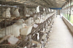 養雞、養鴨真的不如養肉鴿？