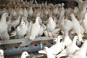 肉鴿這樣養(yǎng)真的省時(shí)又省力？