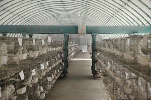 肉鴿這樣養(yǎng)真的省時(shí)又省力？