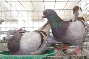 養鴿子需要注意什么？