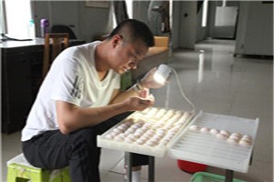 三顧天成河北客戶夯實養鴿基礎，喜提種鴿2000羽