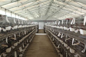 養鴿場如何制定本鴿場肉鴿免疫程序
