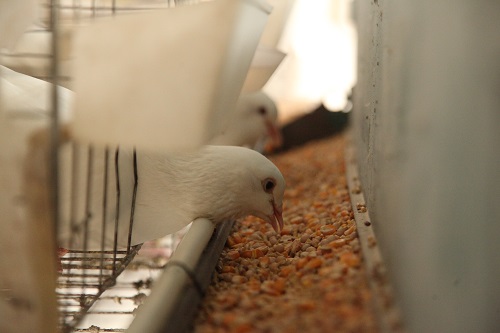 肉鴿飼料的組成和科學配比