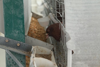 肉鴿因飼料營養不足或比例失調造成產蛋量下降的原因分析