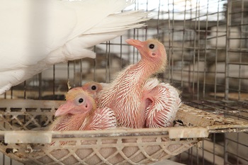 肉鴿因飼料營養不足或比例失調造成產蛋量下降的原因分析