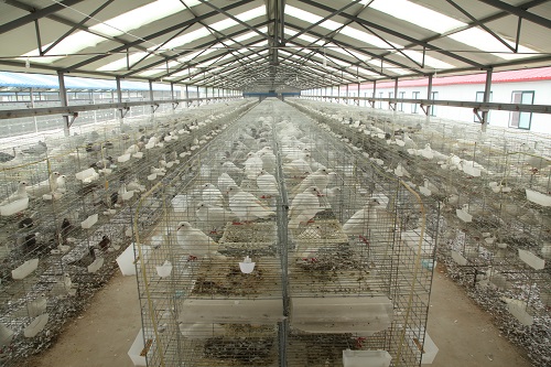氣溫驟降，肉鴿飼養管理應對措施